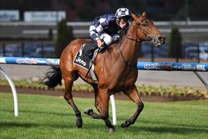 Bullpit aiming to bounce back at Moonee Valley